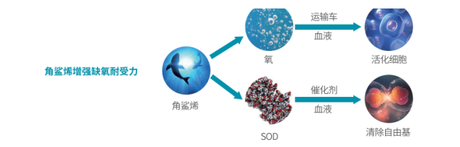 优思益角鲨烷助你恢复活力